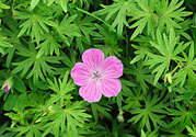天竺葵有驅(qū)蚊作用嗎？什么植物能驅(qū)蚊子？