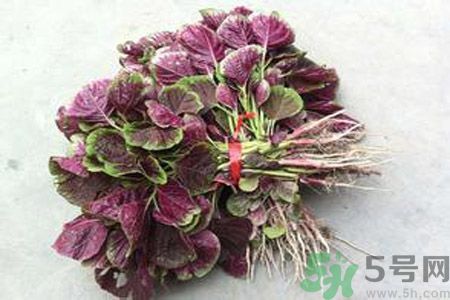 莧菜汁為什么是紅色？莧菜汁的顏色為什么是紅色？