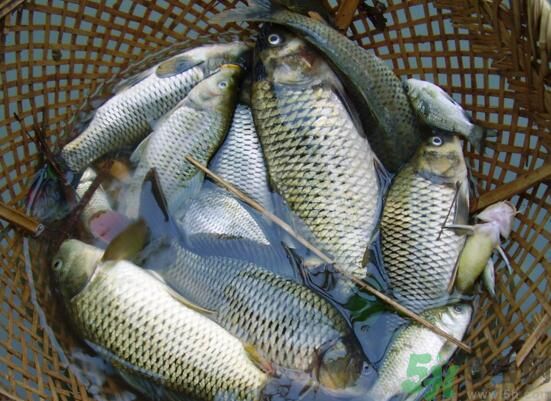 魚(yú)能和萵苣一起煮嗎？魚(yú)可以和萵苣一起吃嗎？