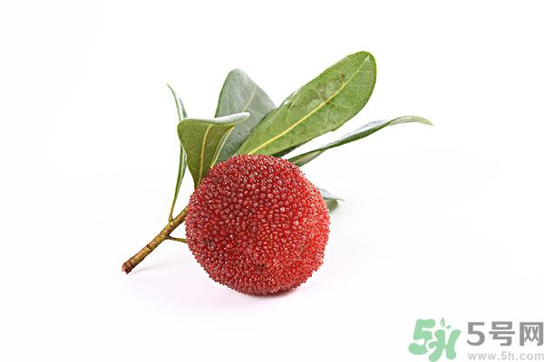 楊梅里面的蟲(chóng)子是什么是蛆嗎？楊梅里的蟲(chóng)子有害嗎？