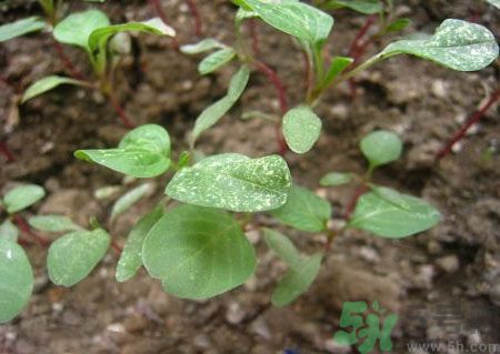 莧菜葉子上有白點是怎么回事？莧菜葉子上有白點可以吃嗎？