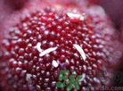 楊梅里面有小蟲(chóng)怎么洗？楊梅里的蟲(chóng)子怎么弄出來(lái)？