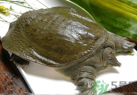 莧菜和甲魚一起吃會中毒嗎？吃了莧菜了甲魚怎么辦？