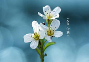 小滿喝什么茶？小滿喝什么茶好？