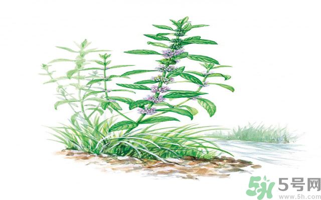夏天吃薄荷可以解暑嗎？夏天怎么吃薄荷可以解暑？