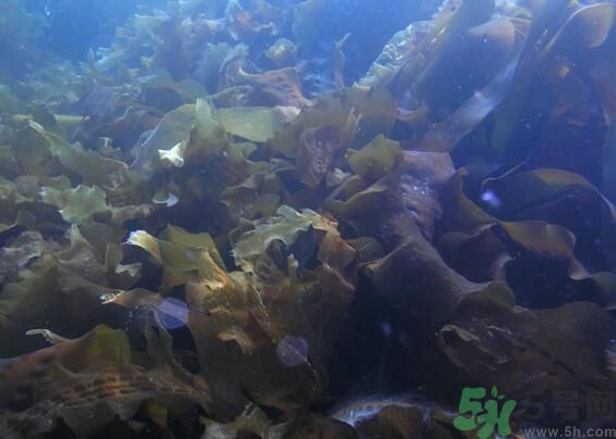 海帶綠色的好還是黃色的好？海帶綠色的比較好嗎？