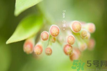 小滿名字的由來？小滿是什么意思？