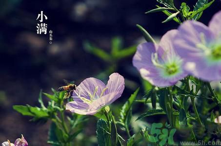 小滿名字的由來(lái)？小滿是什么意思？