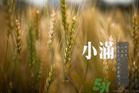 小滿喝什么茶？小滿喝什么茶好？