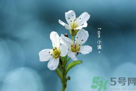 小滿喝什么茶？小滿喝什么茶好？