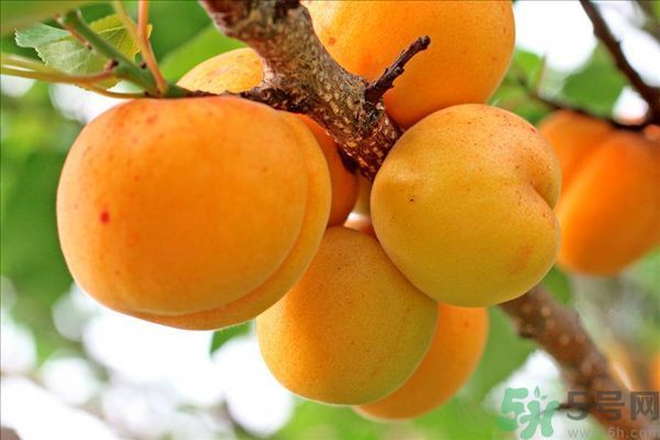 李子皮能吃嗎？李子皮的功效作用