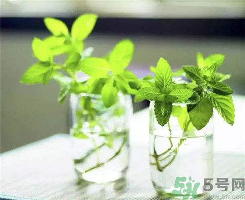 薄荷為什么叫貓薄荷？薄荷和貓薄荷是一種