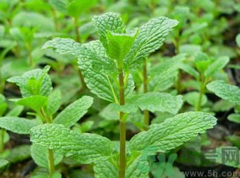 薄荷有什么功效？薄荷的攻效是什么？