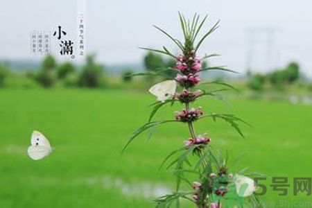 為什么小滿濕氣重？小滿怎么除濕氣？