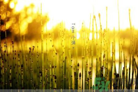 為什么小滿濕氣重？小滿怎么除濕氣？