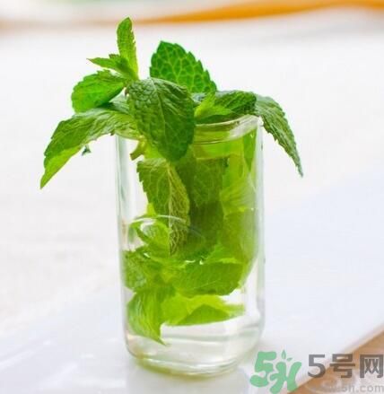  孕婦可以喝薄荷茶嗎？孕婦能喝薄荷泡的茶嗎？
