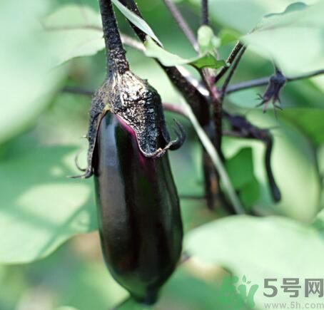 吃茄子會長胖嗎？茄子卡路里高嗎？