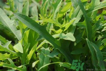 寶寶吃苦菜會(huì)拉肚子嗎？寶寶吃苦菜拉肚子了怎么辦？