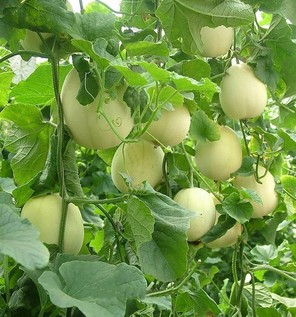 胃炎可以吃甜瓜嗎？胃炎吃甜瓜會有什么后果？