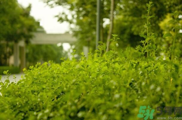 蚊子叮的包過(guò)幾天又癢是為什么？蚊子叮的包過(guò)幾天又癢怎么辦？