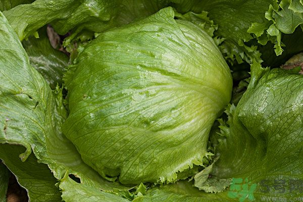 生菜和雞蛋能一起吃嗎？生菜和雞蛋一起怎么做？
