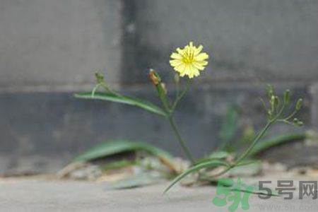 怎么挑選苦菜？挑選苦菜的方法有哪些？