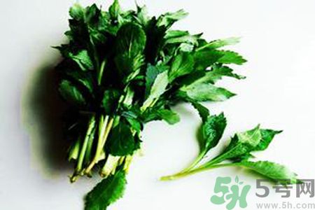 怎么挑選苦菜？挑選苦菜的方法有哪些？