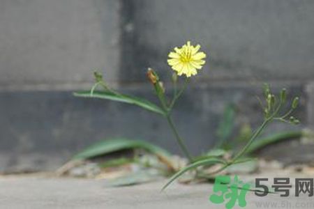 皮膚過(guò)敏可以吃苦菜嗎？吃苦菜會(huì)皮膚過(guò)敏嗎？