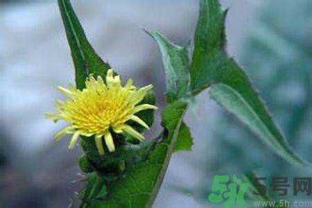 皮膚過敏可以吃苦菜嗎？吃苦菜會皮膚過敏嗎？