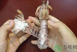 剝蝦神器怎么用？剝蝦神器在哪里買？