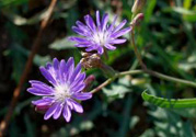紫花苦菜和黃花苦菜哪個好？紫花苦菜和黃花苦菜有什么區(qū)別？