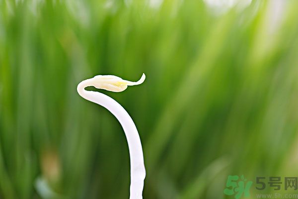 綠豆芽有什么功效？綠豆芽的功效是什么？