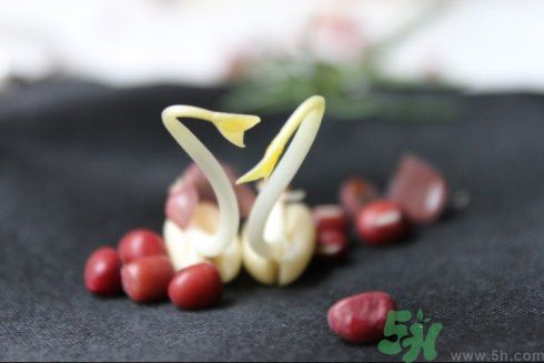 紅豆可以發(fā)豆芽嗎？紅豆芽可以吃嗎？