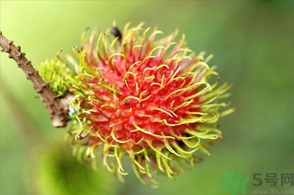 孕婦可以吃紅毛丹嗎？孕婦吃紅毛丹好嗎？