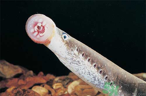 英吸血鬼魚暴增 什么是吸血鬼魚？