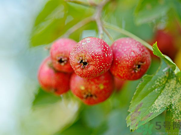 尿酸高能吃山楂嗎？痛風(fēng)能吃山楂嗎？