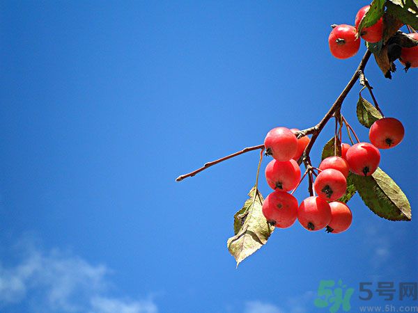 尿酸高能吃山楂嗎？痛風(fēng)能吃山楂嗎？