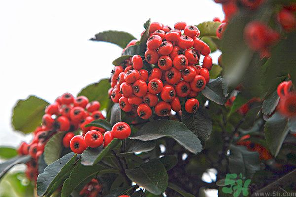 尿酸高能吃山楂嗎？痛風(fēng)能吃山楂嗎？