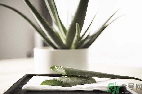 蘆薈怎么做好吃？蘆薈的做法有哪些？