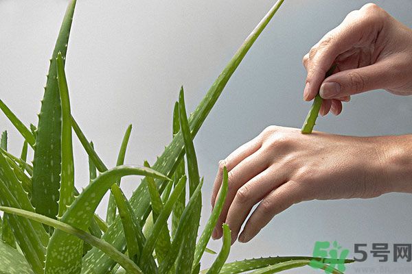 蘆薈是涼性的嗎？蘆薈是涼性還是熱性？