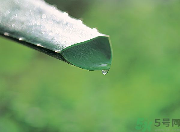 蘆薈酒有什么功效？蘆薈酒的功效是什么？