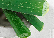 蘆薈是發(fā)物嗎？蘆薈是不是發(fā)物？