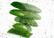 夏天吃蘆薈可以降火嗎？夏天吃蘆薈能清火嗎？