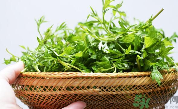 菖蒲是艾葉嗎？菖蒲是什么？