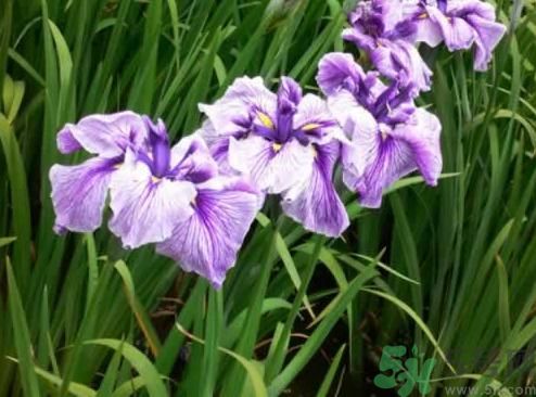 什么樣的菖蒲好？怎樣選購菖蒲？