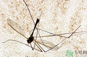 蚊子討厭什么氣味？蚊子討厭什么顏色？