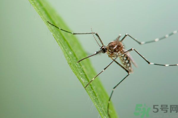 蚊子討厭什么氣味？蚊子討厭什么顏色？
