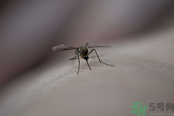 蚊子討厭什么氣味？蚊子討厭什么顏色？