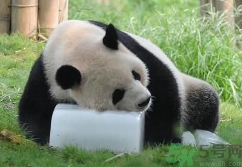 中暑可以吃水果嗎？中暑吃什么水果好？