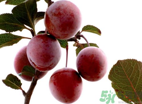 李子可以放冰箱嗎？李子應(yīng)該怎樣保存？